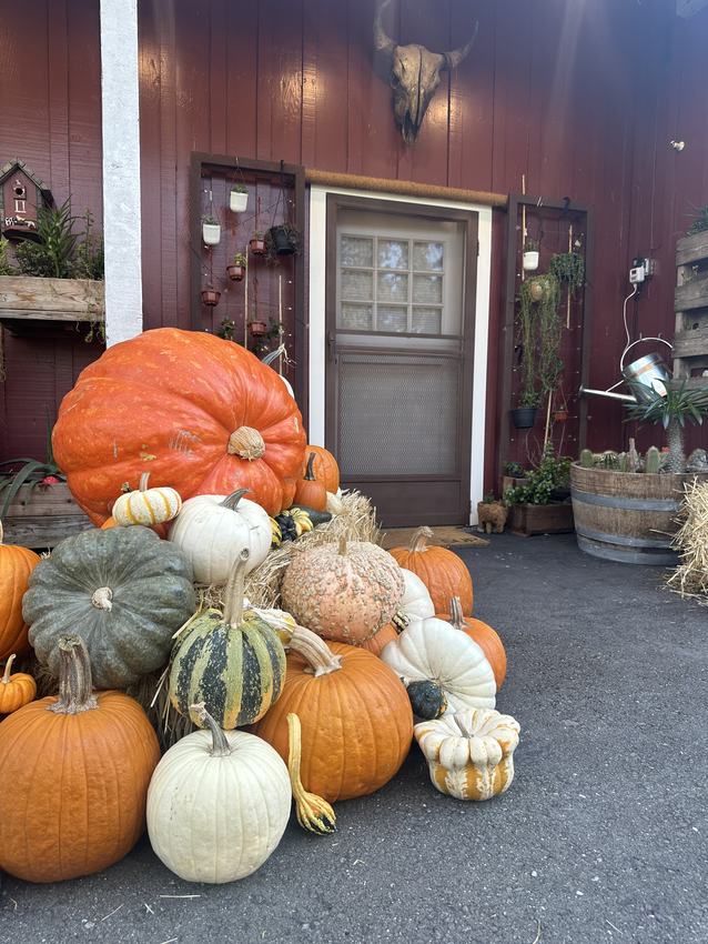 Close view of specialty pumpkins and gourds at a business entry