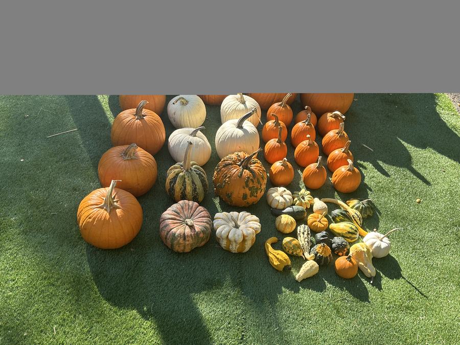 Specialty heirloom pumpkins in the package