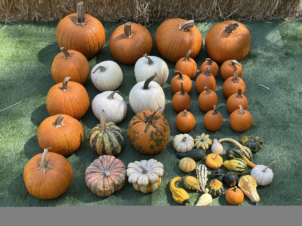 Soft, muted pumpkins sorted for delivery