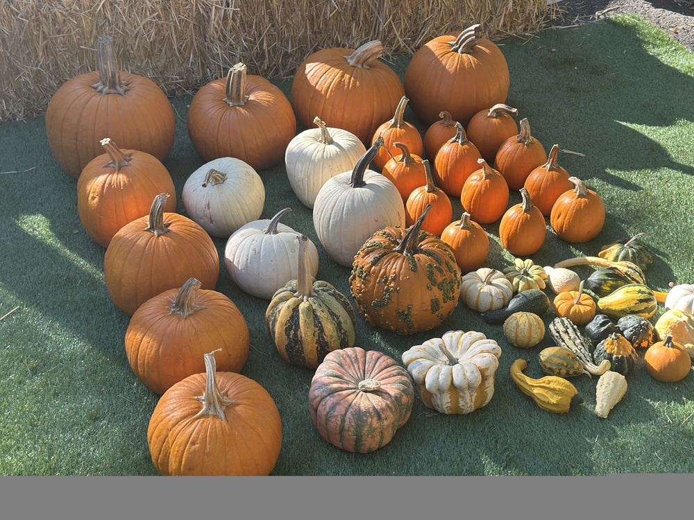 Harvest Haven package laid out with 40+ pumpkins and gourds