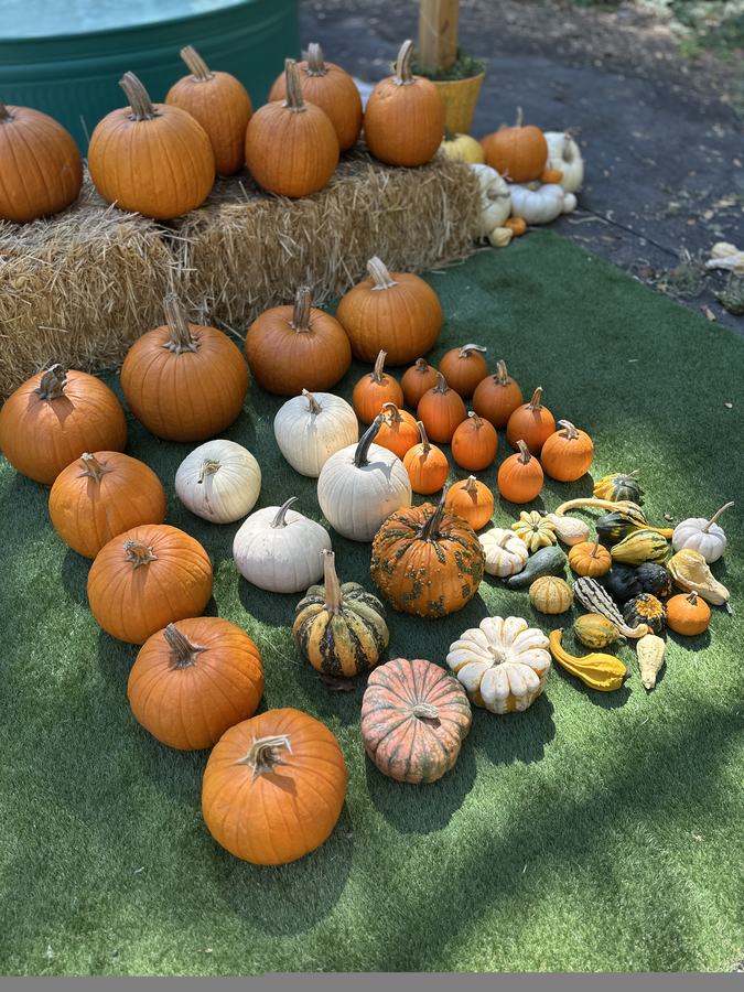 Soft-toned pumpkins in the Neutrals Collection
