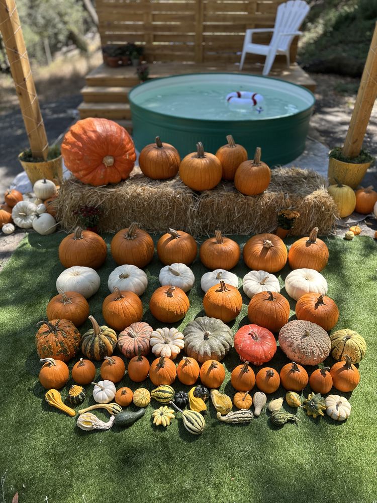 Full Porch Perfect package laid out: over 100 pumpkins, gourds and hay bales