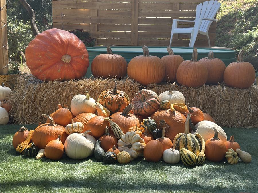 Assorted pumpkins and gourds included