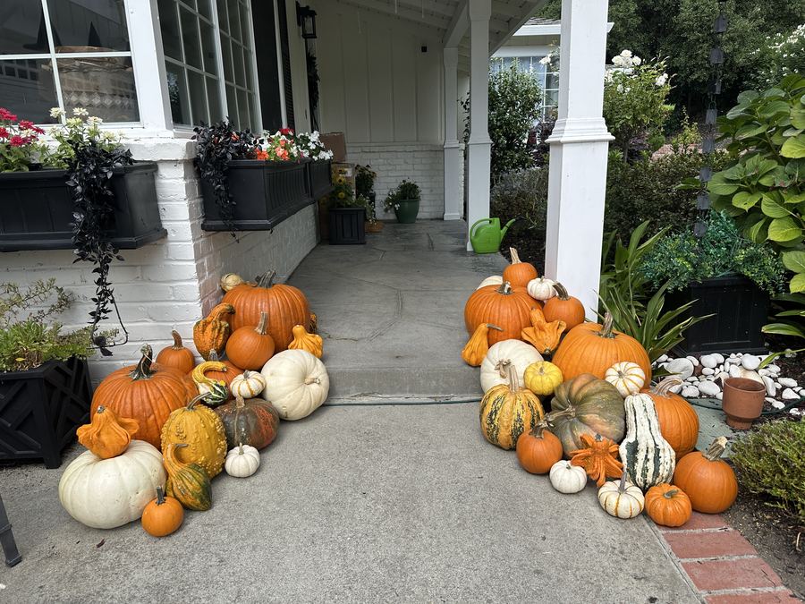 A classic autumn mix delivered to a front walkway